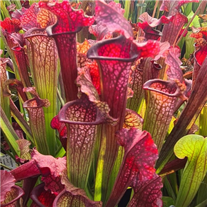 Sarracenia Hybrid H 67  'Juthatip Sopher'  